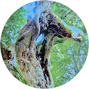 chomiko profile picture