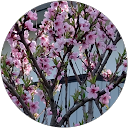 山本山 profile picture