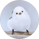 なかしょう profile picture