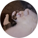 しーちゃん profile picture