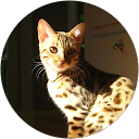 よしこ profile picture