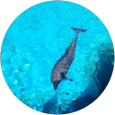 しのもり profile picture