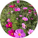 Kazue profile picture