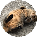 猫にモッフモフ profile picture