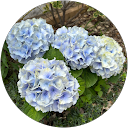 ミホ（mippo） profile picture