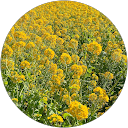 MIKA OGINO profile picture