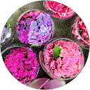 momomimi profile picture