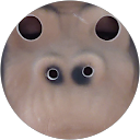 ベビーリーフ profile picture