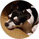 マラサダドーナツ profile picture