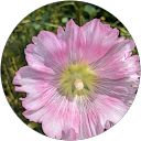 カエル profile picture