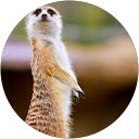 かいかい profile picture