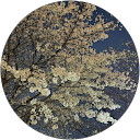 おしま profile picture