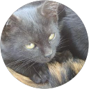 にゃん太郎 profile picture