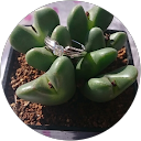 *Kei Suzu profile picture