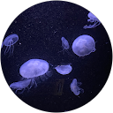 うさまる profile picture