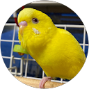 aloha lani profile picture