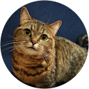 ふく profile picture