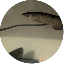 そうめん profile picture