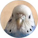 くろとら profile picture