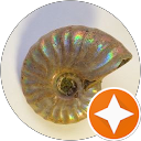 アンモナイト profile picture
