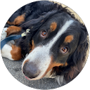 ハリボテひなた profile picture