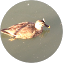 虹鱒 profile picture