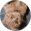 たべたいこまめ profile picture