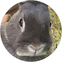 うさぎのひとV2 profile picture