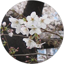 Michiko Fujihashi profile picture