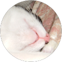 あきねこ profile picture