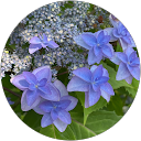 Mayaさん profile picture