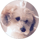 ぷーちゃん profile picture
