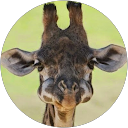 きりんんんん profile picture
