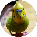 あやっぺ profile picture