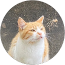 ねこたろう profile picture