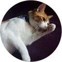 KUU KUMA profile picture