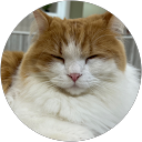 neko profile picture