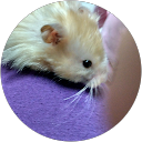 KEIKO ABE profile picture