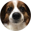 ラクワシカ profile picture