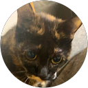 そらねこ profile picture