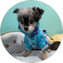 のぶのぶ profile picture
