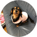 あおしの profile picture