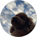 しばひろ profile picture