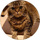 眠り猫 profile picture