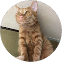 きなこ profile picture