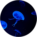 クラゲ profile picture