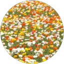 A Y profile picture