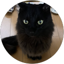 しゃむ猫 profile picture