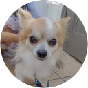 堀田翔平 profile picture