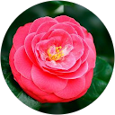 Camellia.Galleria Camellia.Galleria profile picture
